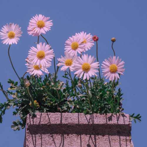 دانلود اهنگ کاشکی تو نگاه آخر عشقو تو چشام میدیدی